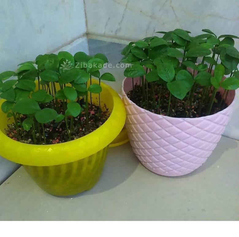 سبزه عید را خودتان سبز کنید !